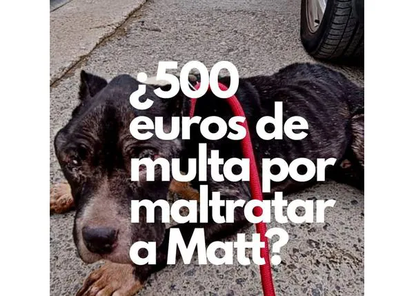 La ardua tarea de lograr que la justicia actúe con firmeza ante el maltrato animal, el caso de Matt