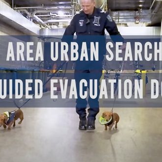 Los tres perros Salchicha que han revolucionado a la policía …