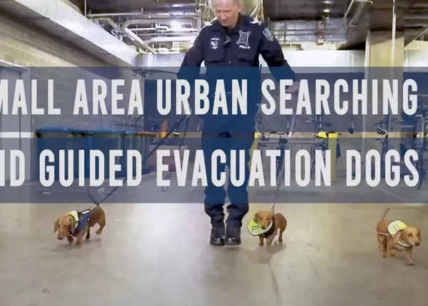 Los tres perros Salchicha que han revolucionado a la policía en Australia, al menos por un día