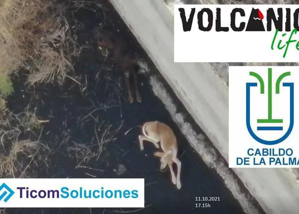 Suministran agua y alimentos con drones a varios perros atrapados en una balsa vacía y cercada por la lava en La Palma