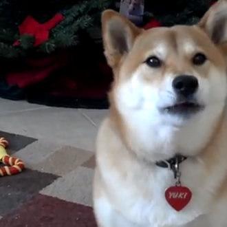 El shiba inu más parlanchín nos saluda: Guau, ¡hello!