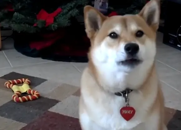 El shiba inu más parlanchín nos saluda: Guau, ¡hello!