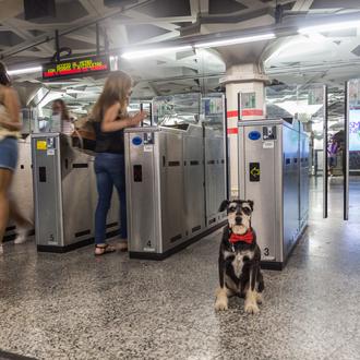 Los perros (por fin) pueden viajar en el Metro de …