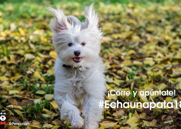 ¿Quieres ayudar a que muchos perros sin hogar tengan kilos de comida? ¡Súmate a #Echaunapata18! 
