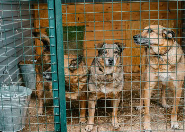 El Gobierno ha destinado 4,8 millones de euros a proyectos de protección animal durante 2025