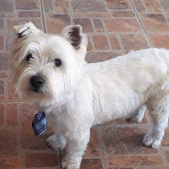 La reflexión de una protectora sobre las diferencias entre cómo …