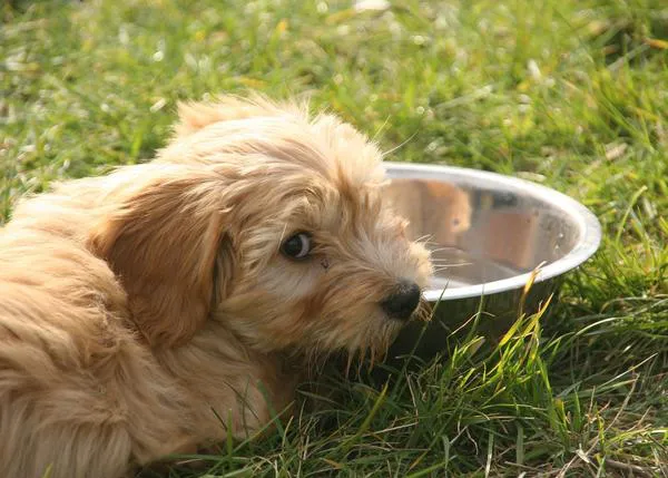 De la lactancia al destete: ¿cuándo y cómo hay que comenzar a darle pienso a un cachorro?