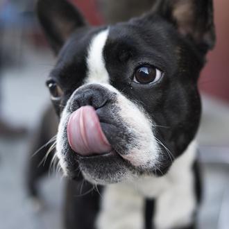Los perros identifican el enfado en los rostros humanos y …