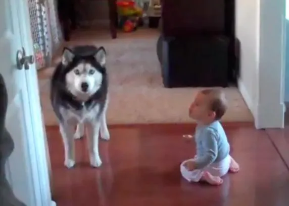 El Husky y el bebé, una conversación con efectos secundarios