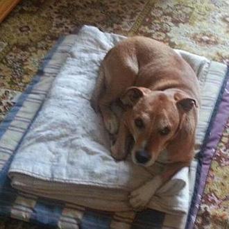 Miles de personas contra la sentencia de muerte a Excalibur