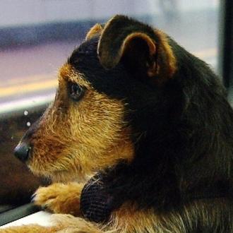 El perro aventurero: un can escapa de casa, sube solo …