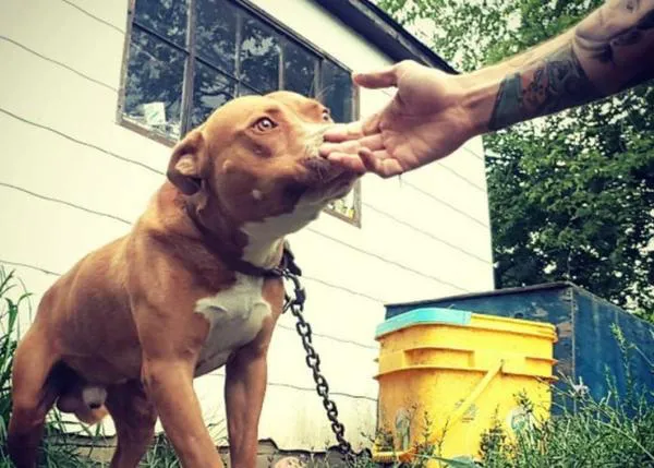 Así liberan a un Pit Bull que ha pasado toda su vida atado a una cadena