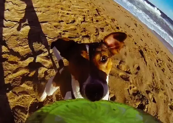 Un gran día de perros en Barcelona, en vídeo