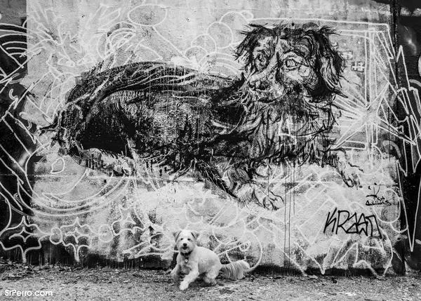 ¿Será por fin en 2021 cuando los animales dejen de ser considerados cosas por la ley en España? #AnimalesNoSonCosas