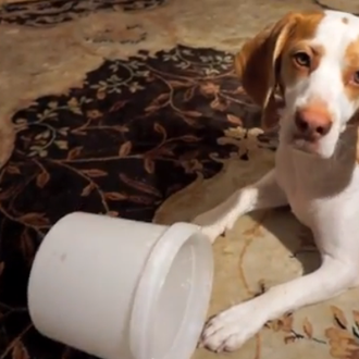 Juguetes inteligentes versión express: los problemillas de un perro para …