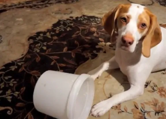 Juguetes inteligentes versión express: los problemillas de un perro para comerse su premio