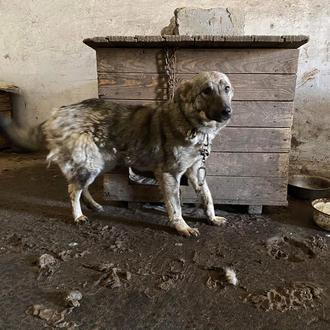 Rescatan a perros de un lugar infernal en Ucrania: necesitan …