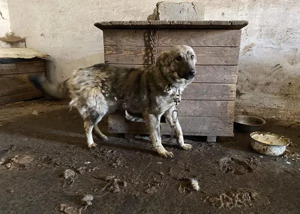 Rescatan a perros de un lugar infernal en Ucrania: necesitan ayuda para llevárselos a todos a un refugio seguro