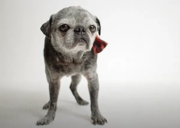 Un temazo para celebrar el amor de los perros viejitos y fomentar su adopción: el amor no envejece