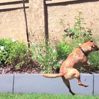 Momentos de diversión canina con Champ, el perro volador
