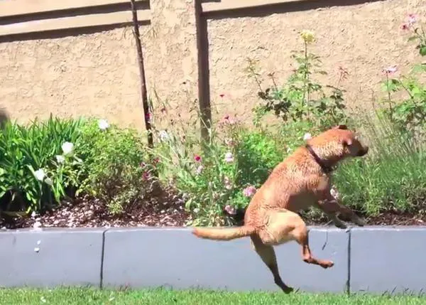 Momentos de diversión canina con Champ, el perro volador