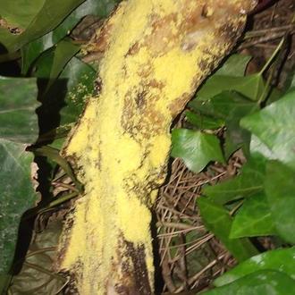 Mucho ojo: alertan sobre carne envenenada en el Parque Roma …