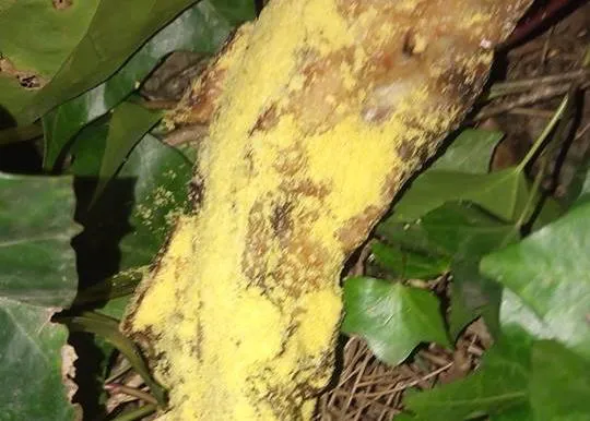 Mucho ojo: alertan sobre carne envenenada en el Parque Roma de Madrid (y también en el Parque Darwin)