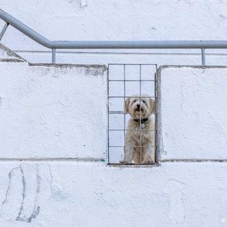 Nacen los Premios Nacionales a la Protección Animal, para fomentar …