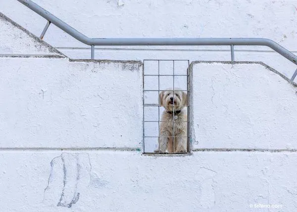 Nacen los Premios Nacionales a la Protección Animal, para fomentar una sociedad más ética y respetuosa con los seres vivos
