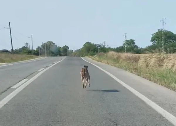 El inesperado y feliz rescate de una galga que corría por la carretera, otra perra a salvo gracias a Fundación Benjamín Mehnert