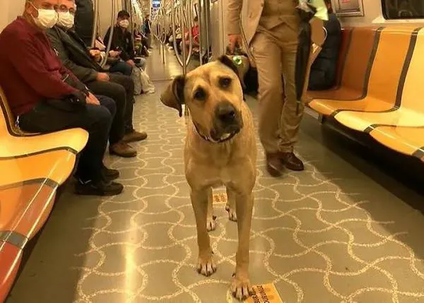 Boji, el perro viajero y callejero más famoso de Estambul: el solo sube al tranvía, al bus, al ferry, al metro...