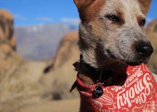 Aventuras perrunamente felices por parajes espectaculares en California 