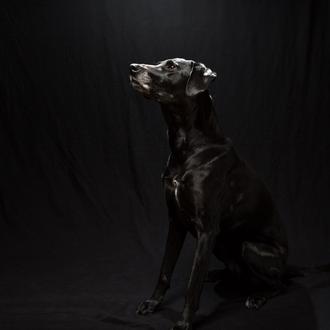 Negro sobre negro: espectaculares fotografías para fomentar la adopción de …