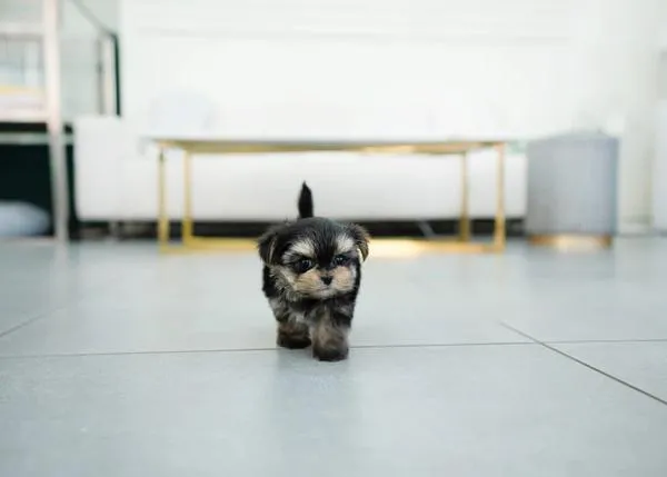 Estafan cerca de 4000 euros a una decena de personas con falsos anuncios de venta de perros en internet