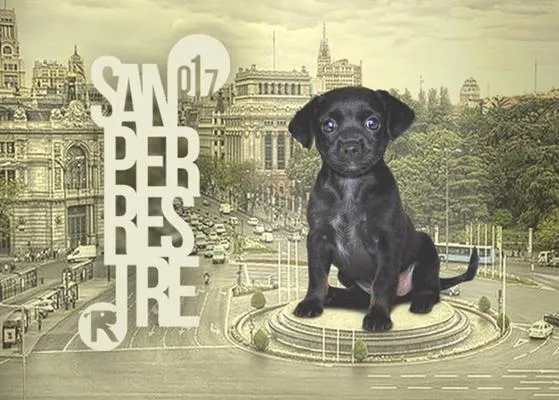Plan perrunamente solidario y humanamente divertido, apto para todos salvo para los extraterrestres