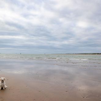 ¡Nuevas playas caninas para el verano de 2022! La Línea …