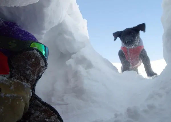 Los primeros días de entrenamiento para varios cachorrotes que serán perros de rescate en la nieve