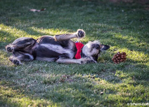 Cómo enseñar a tu perro a hacerse el muerto