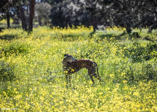 Manifestaciones en 40 ciudades españolas y también en Europa para reivindicar los derechos de los Galgos, de los perros de caza