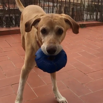 La historia de la feliz y responsable adopción de Hades …