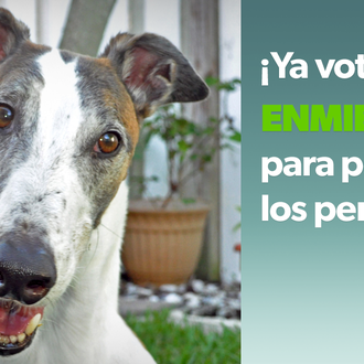 Una votación histórica acaba con las carreras de galgos en …