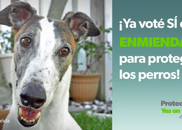 Una votación histórica acaba con las carreras de galgos en Florida: 11 canódromos han de cerrar de aquí a 2020