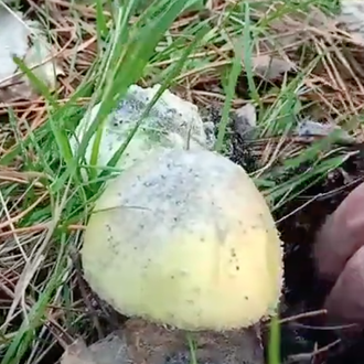 Amanita phalloides, la seta más peligrosa: mortal para los perros …