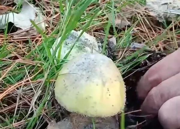 Amanita phalloides, la seta más peligrosa: mortal para los perros (y para las personas)