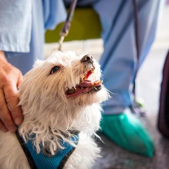 Para reducir la sensación de soledad y favorecer el apoyo …