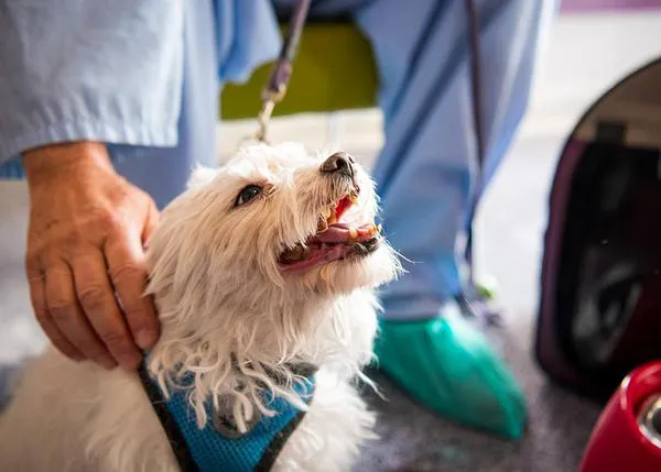 Para reducir la sensación de soledad y favorecer el apoyo emocional, pacientes del Hospital público de Getafe pueden reunirse con sus perros