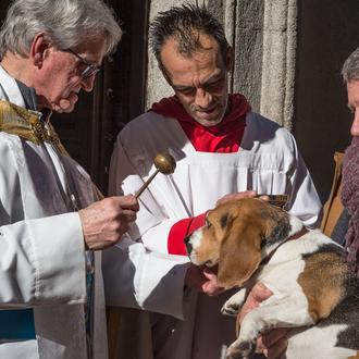 San Antón 2018 en Madrid: perros, gatos y hurones requeteguapos …