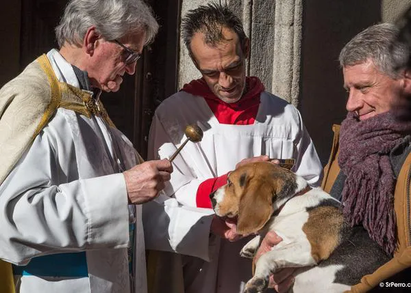 San Antón 2018 en Madrid: perros, gatos y hurones requeteguapos y... la visita sorpresa de ¡Momo!