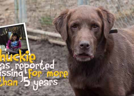 Gracias al microchip, un perro se reúne con su familia ¡tras 5 años perdido!