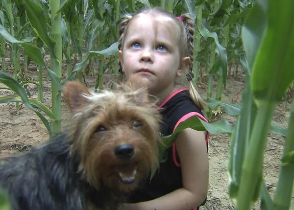 Gracias al ladrido de su Yorkie, localizan a una niña perdida toda la noche en un maizal
